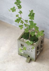 Trèfle porte-bonheur