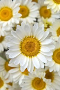 Couleurs Daisies