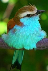 Couleurs oiseau