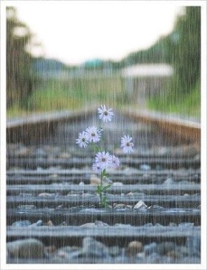 Pluie + fleurs rails de train