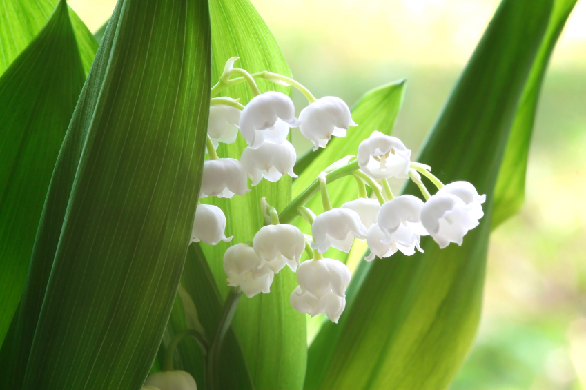 muguet 3
