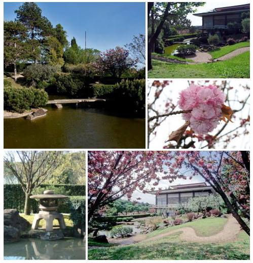 Jardin japonais 2