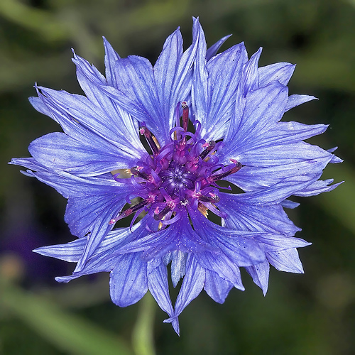 Centaurea Plante